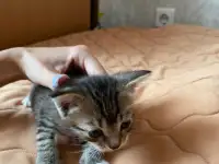 Котята в дар, фотография 3