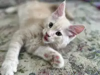 Котята породы Мейн-кун, фотография 6