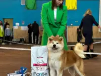 Хендлер Минск, фотография 3