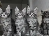 Котята мейн кун!