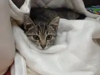 Котенок в дар, фотография 2