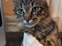 котенок, фотография 8