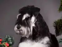 Вязка Цвергшнауцера