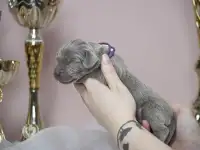 Щенки веймаранера от породных родителей, фотография 7