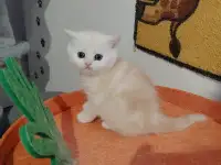 Шотландский котенок, кот., фотография 3