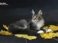 Мейн-кун полидакт мальчик, фотография 5
