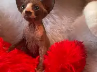 Котята канадского сфинкса, фотография 6