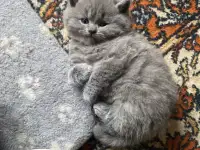 Шотландские котята, фотография 8