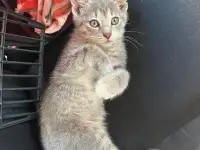 Котенок в дар, фотография 5