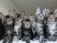 Мейн-кун котята