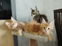 котята Мейн-кун, фотография 2