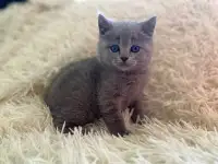 Британские котята, фотография 7