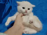 Шотландские котята. Шиншиллята., фотография 5