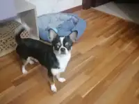 Животные