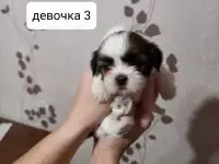 Продаются щенки ши тцу, фотография 5