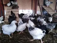 Куры несушки доставка по району, фотография 2