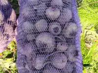 Реализуем продукцию собственного производства свекла, фотография 4