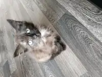 котята