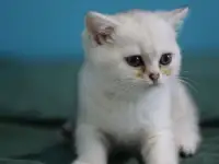 Шотландские котята, фотография 7