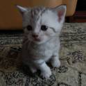 Котенок, фотография 1