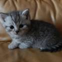 Котенок, фотография 2