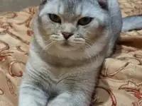 Шотландские котята, фотография 11