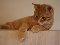 Домашний котенок 4 мес. Любит спать на ручках, добрый, очень нежный