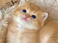 ЗОЛОТАЯ ШИНШИЛЛА шотландские котята, фотография 5
