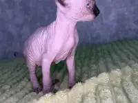 Кошечки канадского сфинкса, фотография 12