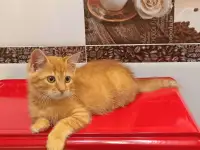 Рыжее солнышко ищет дом!, фотография 6