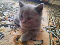 Британские котята, фотография 2
