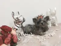 Эксклюзив.Чихуахуа окрас мерле и мини йорк.