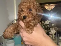 щенки той пудель