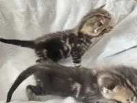 Котята помесь папа Мейн-Кун мама Шотландская скоттиш-страйт, фотография 6