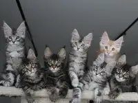 Котята мейн кун!