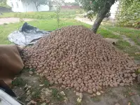 Картофель 2023 г, фотография 2