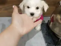 Щенок мальтезе, фотография 6