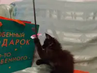 Мейн-кун девочка, фотография 8