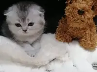 Котята шотландские вислоухие, фотография 7