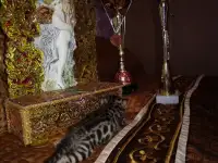 Роскошные бенгальские котята, фотография 3