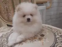 Шпиц девочки