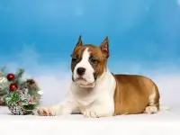 Девочки амстаффа, фотография 2