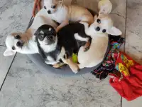 Чихуахуа