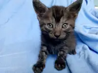 Котята в дар, фотография 3