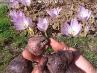 Безвременник, Хризантема, Георгины, Астры, Лилии, фотография 3