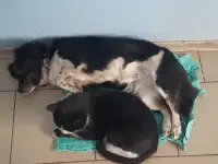 Щенки в дар, фотография 2