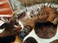 Котенок в Добрые Руки =^._.^=, фотография 3