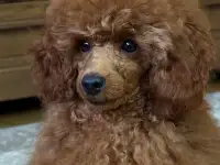 Продажа.пуделей, фотография 6