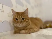Рыжая кошечка котенок Мандаринка ищет дом и семью!, фотография 11