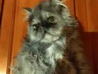 Персидский мальчик Зайчик. Персы. Котята., фотография 9